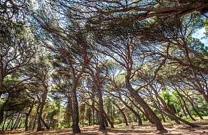 Фотографии объекта
							Санаторий «Форос» Ялта, Крым