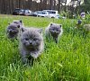 База отдыха «Алекка» Карелия